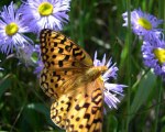 Colorado Butterfly